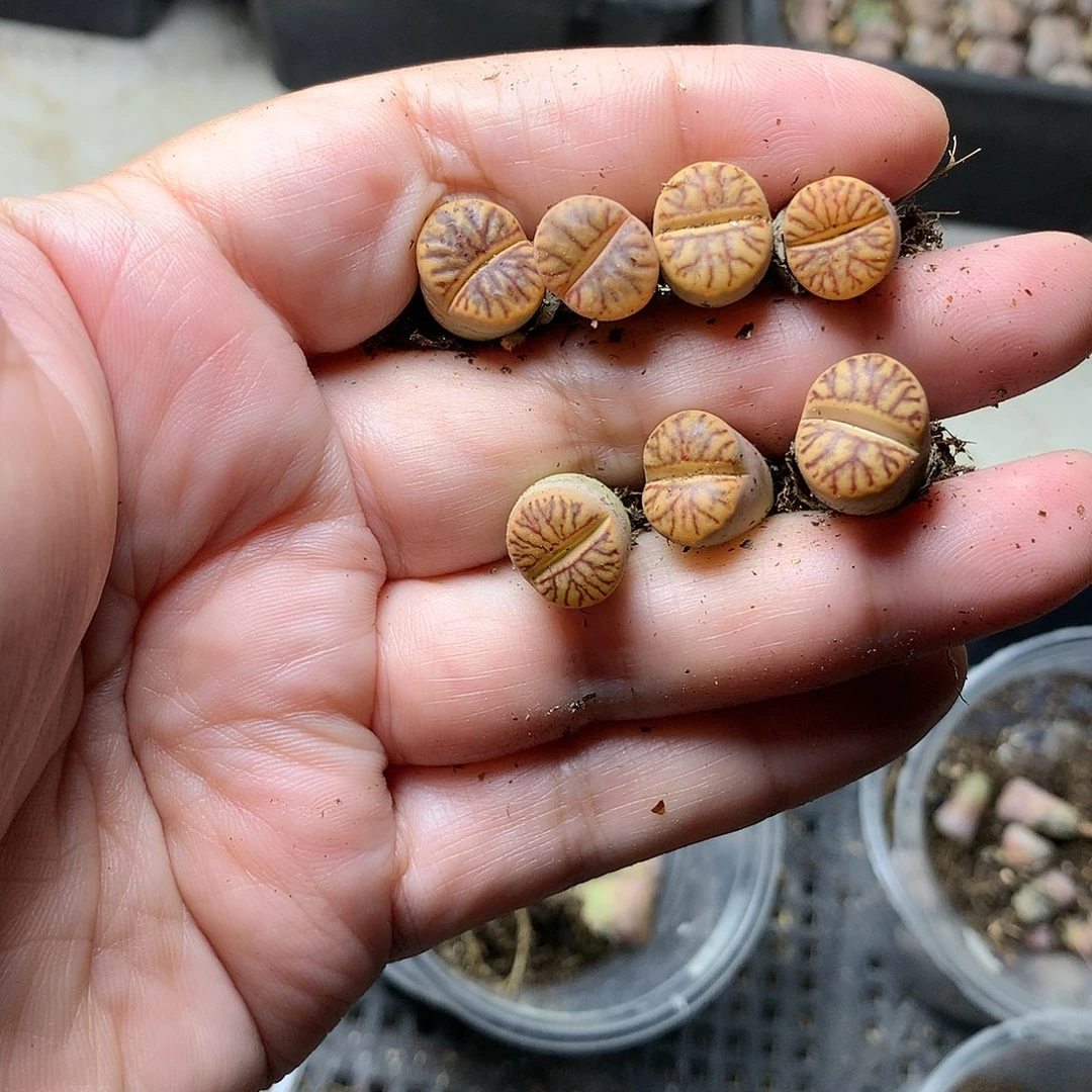 不****K207多肉植物保护研究所