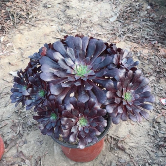 清***5黑铜法师多肉植物29