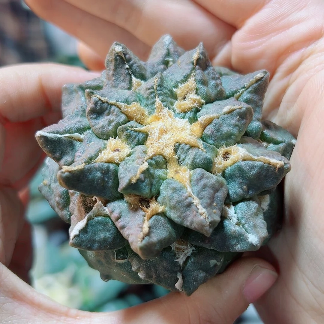 7号自根龙牙连山6.8公分带锦基因