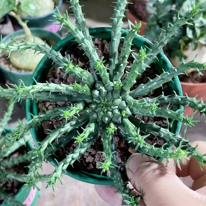 045孔雀丸大戟块根