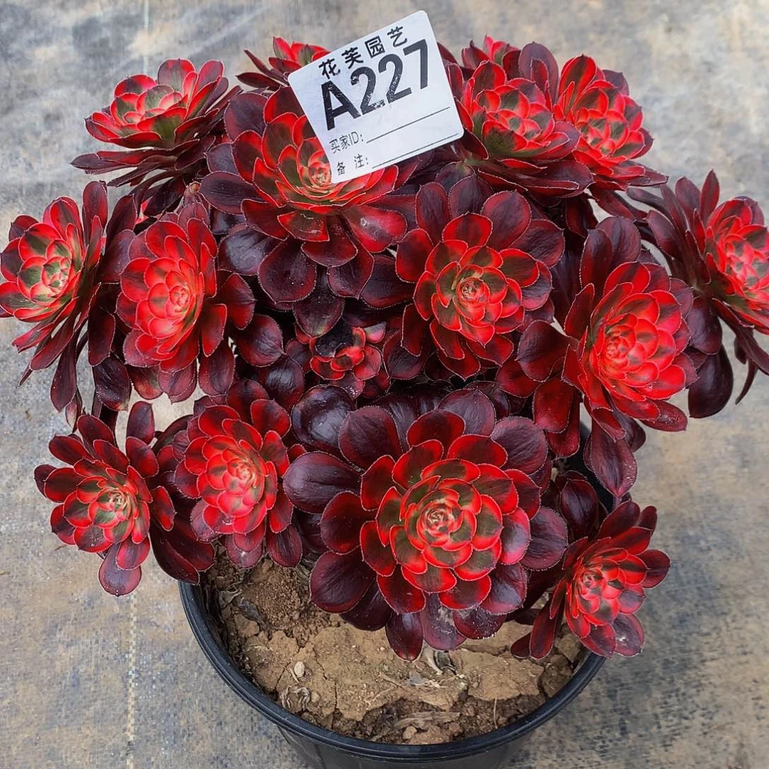 227多肉法师香奈儿