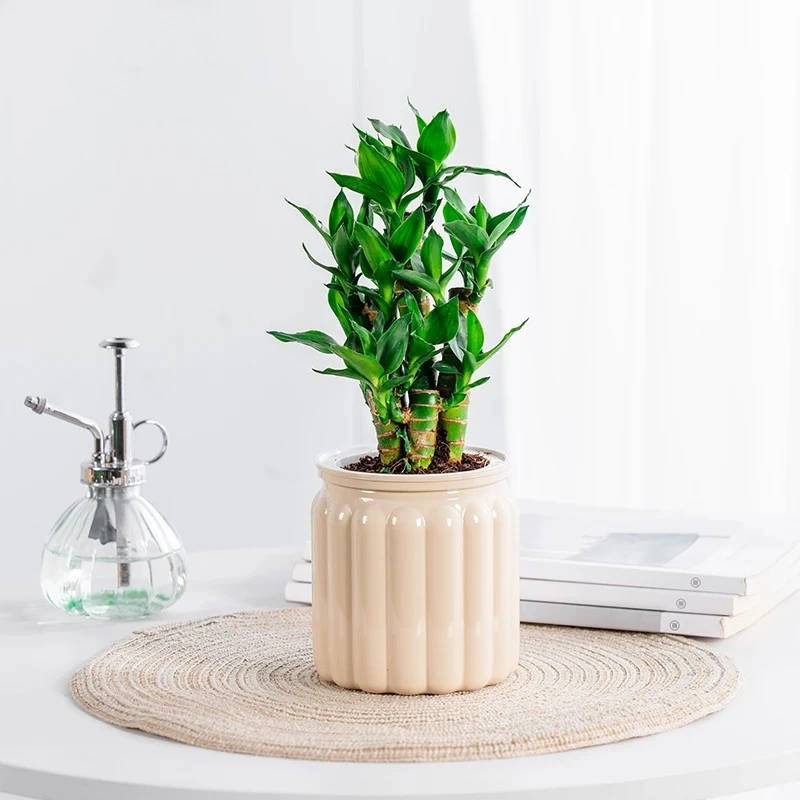 步步高文昌竹好养盆栽办公室桌面摆放简单美观绿植绿色植物