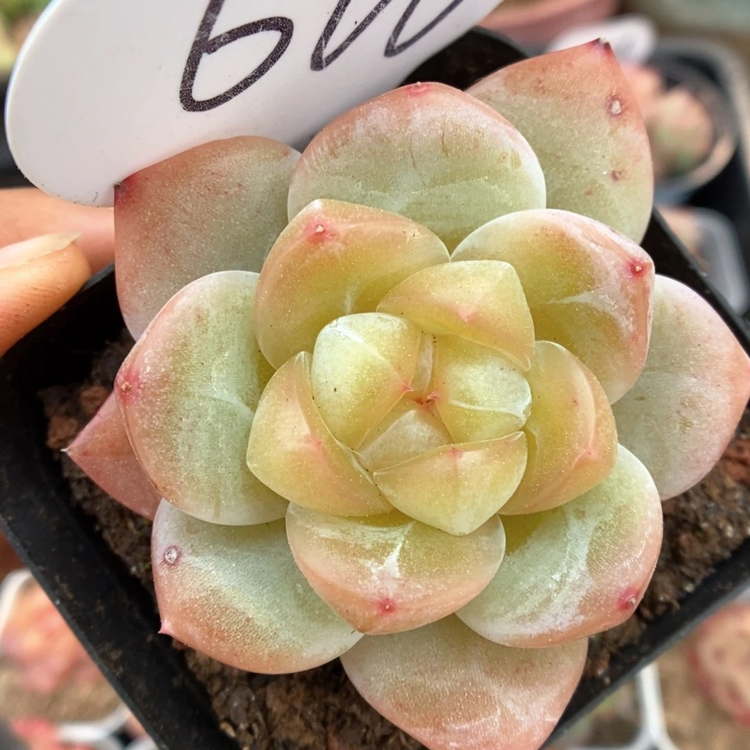 透心珍妮可拍606号。