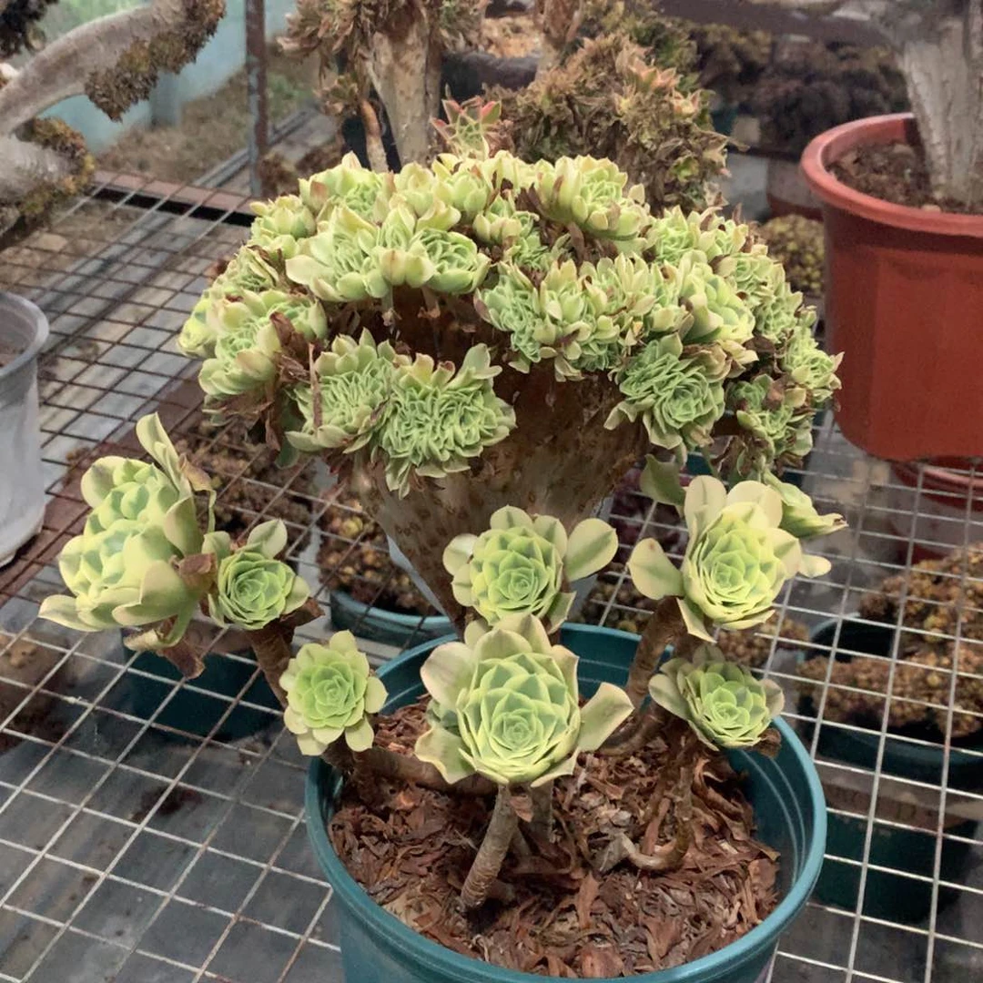 绿豆沙缀化一颗缀化