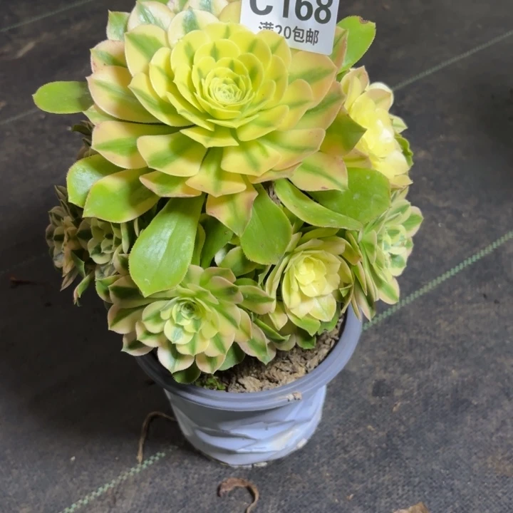 瑞妈一物一拍168