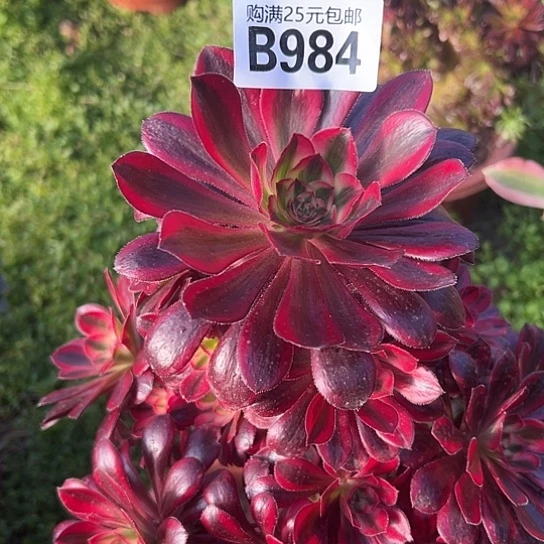 莉*多肉植物一个