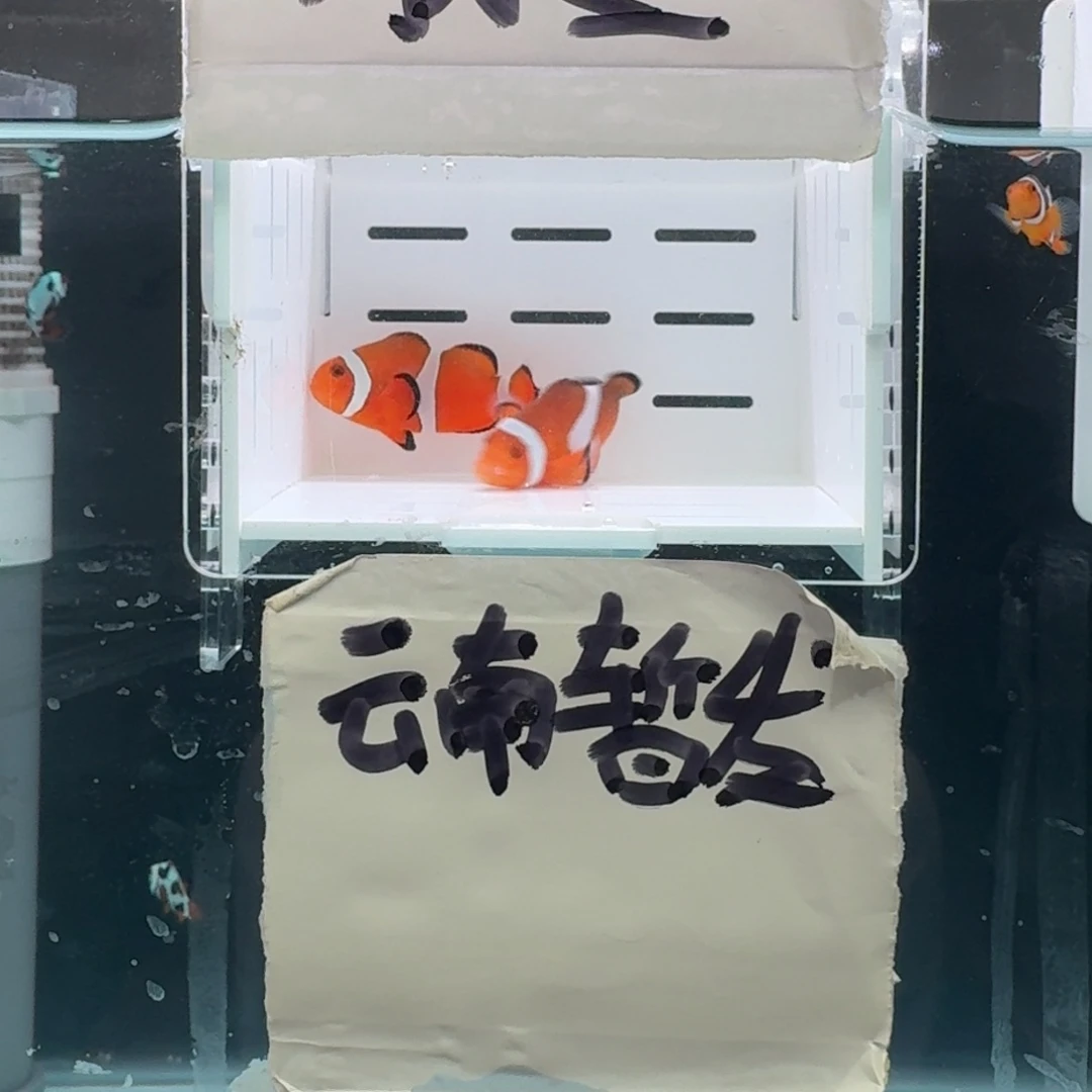 海水鱼4.5+配5+黑边公子一对