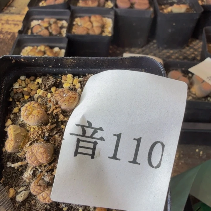 花**片多肉葡萄我来110