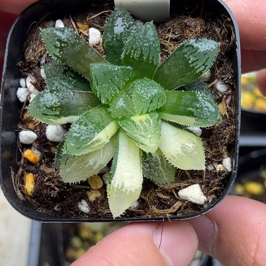 120魔刺玉露锦一物一拍