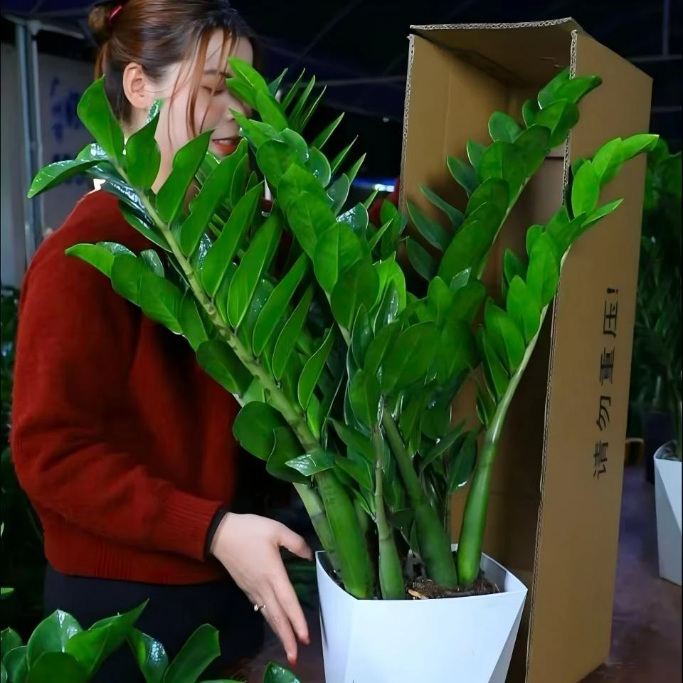 【基地直发】70-80cm金钱树盆栽客厅办公室净化空气四季常青绿植