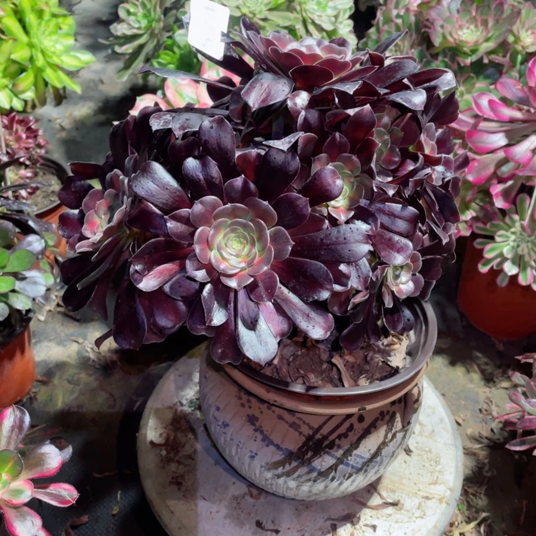 多肉植物花娜574