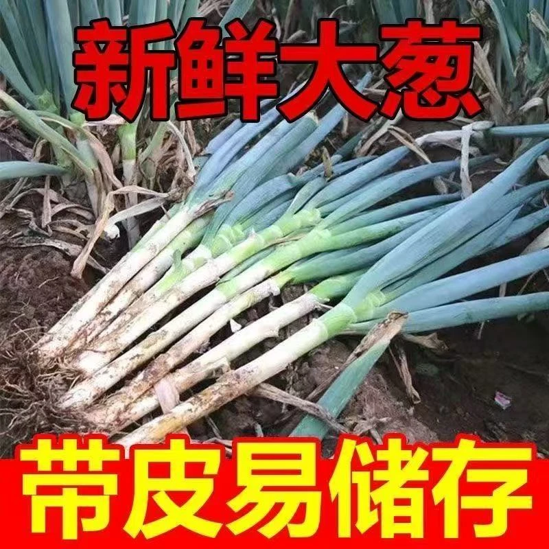 D正宗带土皮铁杆大葱新鲜甜脆农家现挖蘸酱葱带箱9.5-10斤