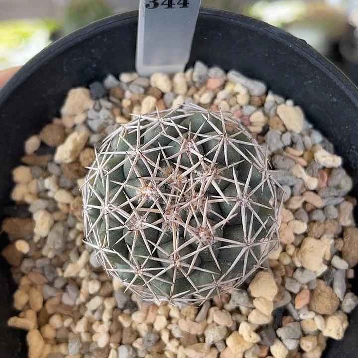 344 凤舞实生裸根发货