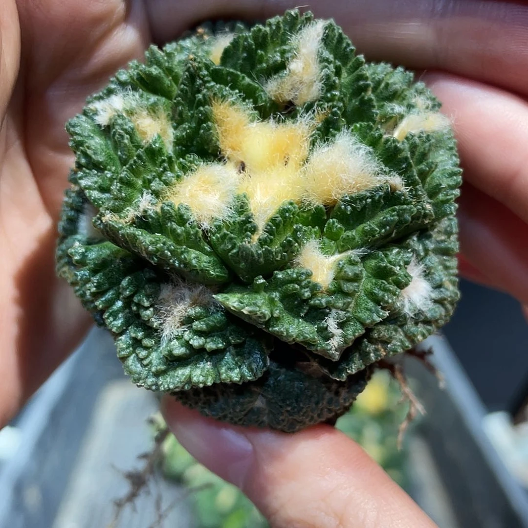 5.3cm自根好基因好好龟甲牡丹