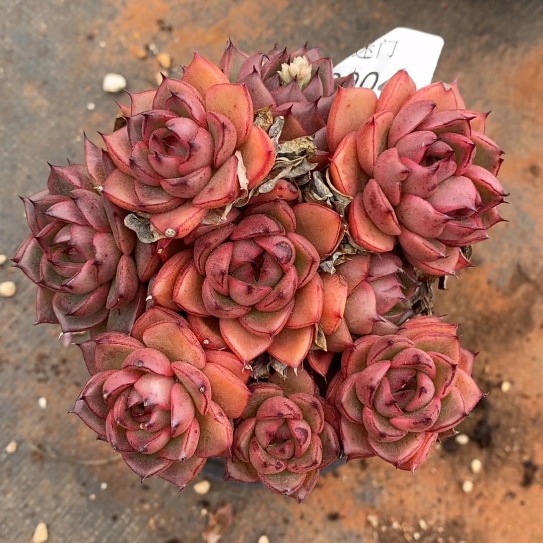 不****调杂交精品多肉3904