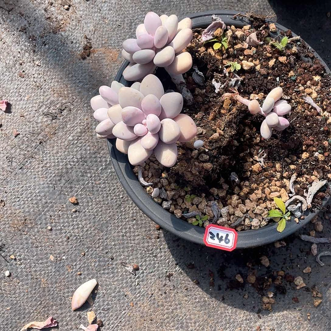 246桃蛋 一物一拍多肉