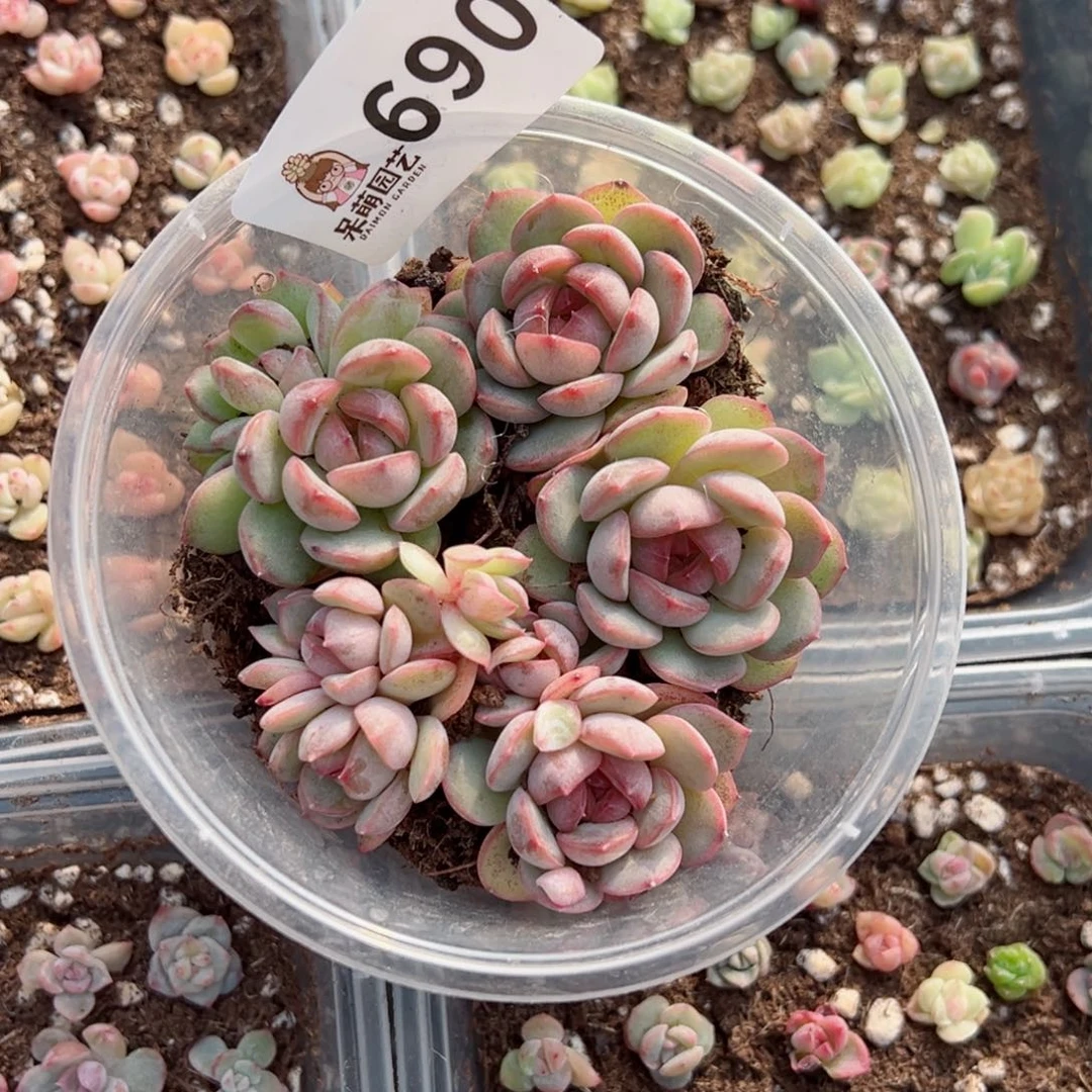 半*多肉植物多肉植物