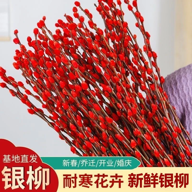 银柳真花鲜枝红色年宵花卉喜庆水培植物干花室内春节船长花园