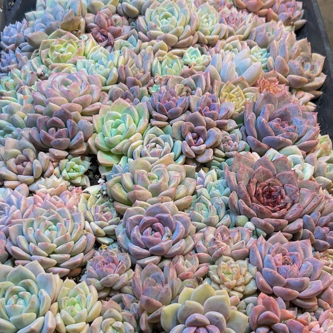 313多肉葡萄的味道真的是很不错