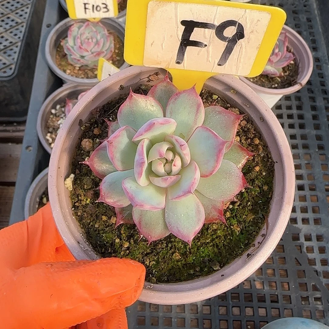 未***期F9惊鸿单头多肉