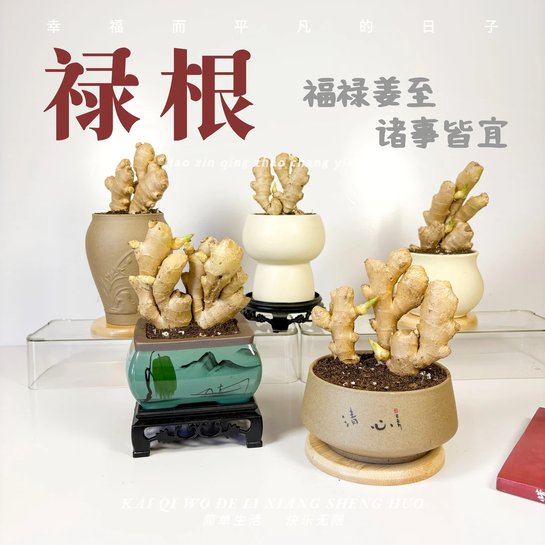 带芽禄根盆栽好养灵草不当生姜种苗办公室桌面小绿植