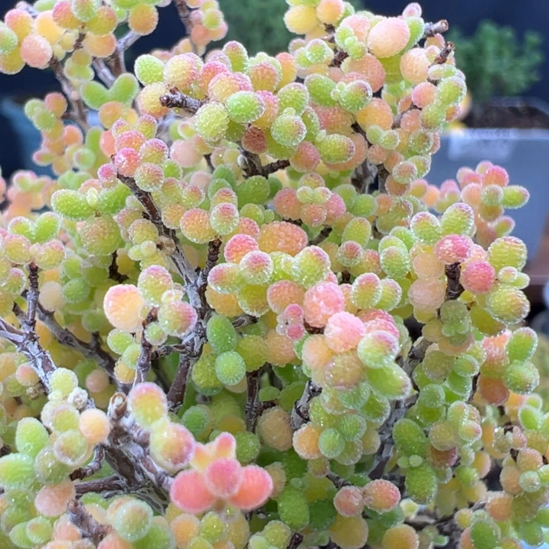 【闪购商品】dy6086精控蜜橘糖球
