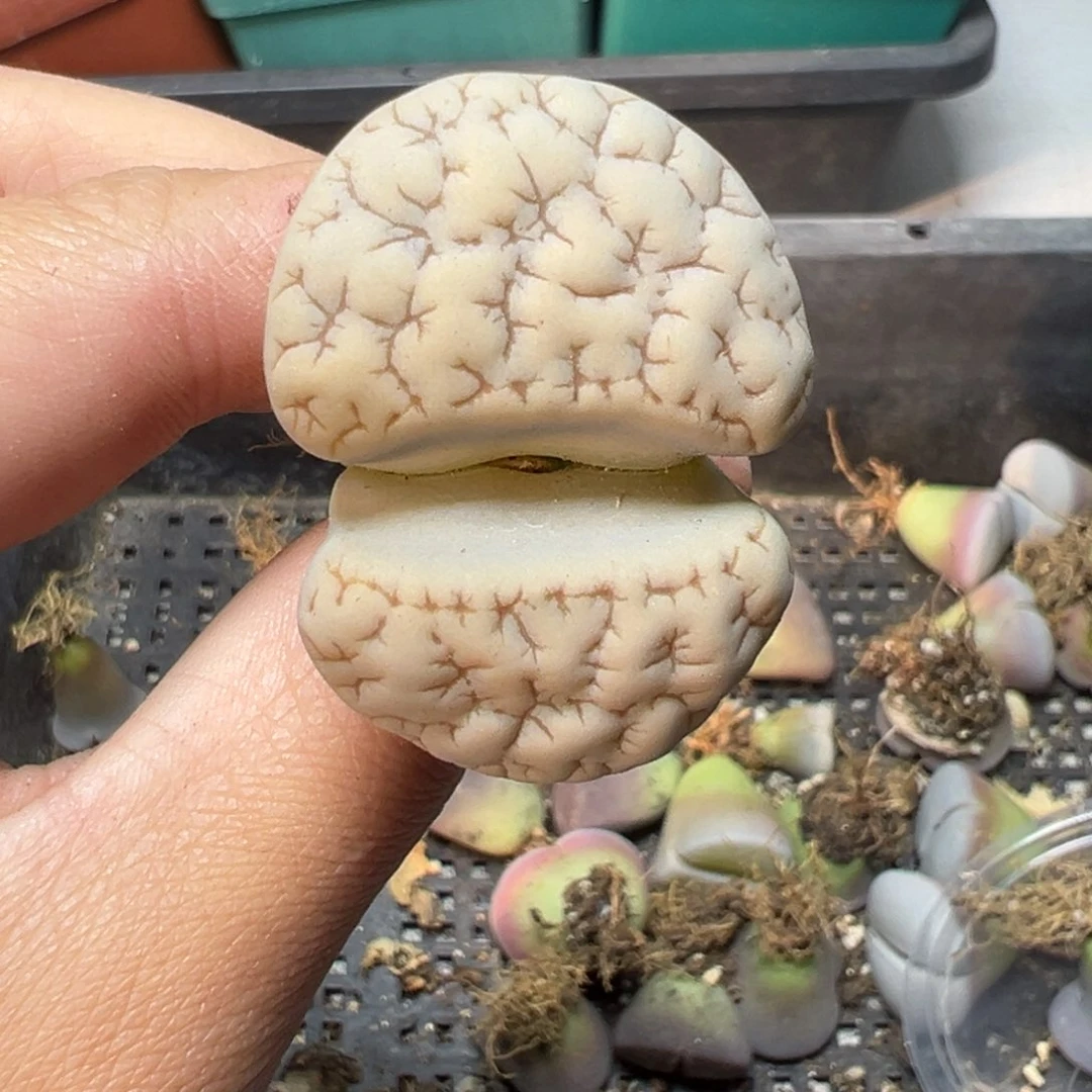 【闪购商品】202……