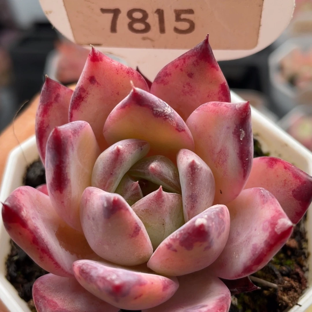 拉糖7815-5.5厘米