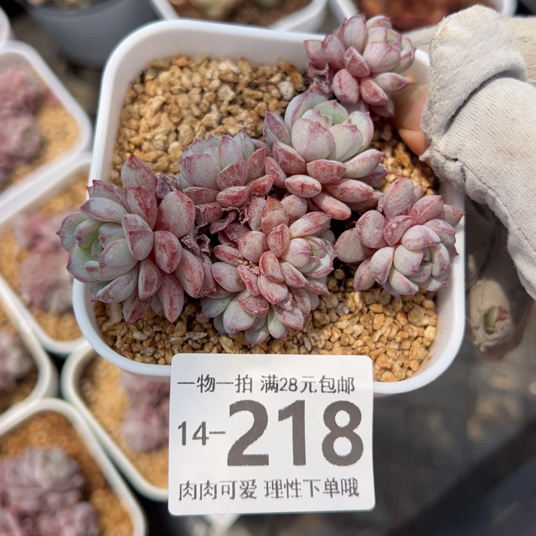 鲁冰多肉多肉多肉多肉