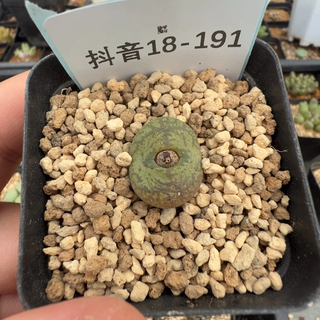 18-191肉锥多肉植物，