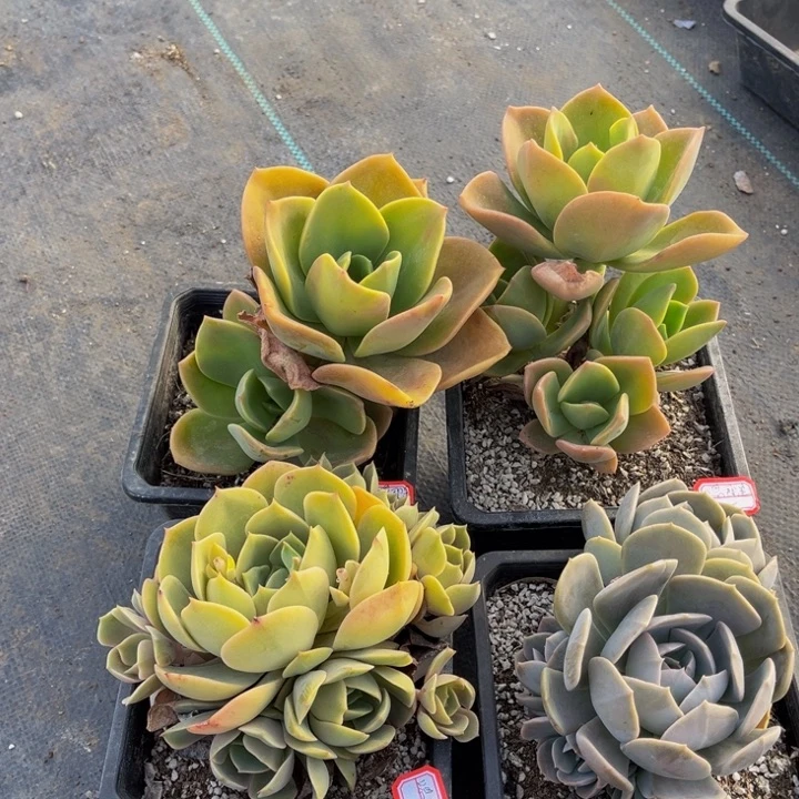 嗯**是赫氏两颗蓝色苍鹭鲁氏