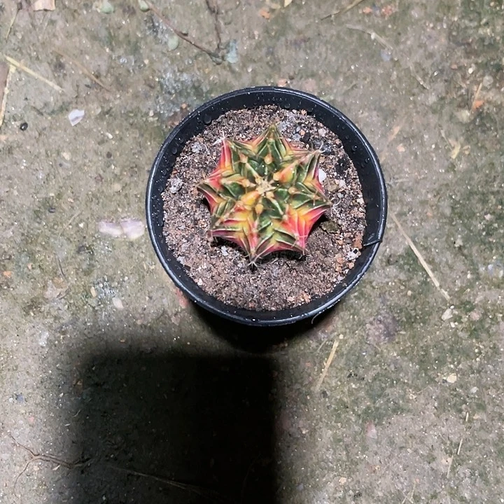 仙人球好好看好漂亮60