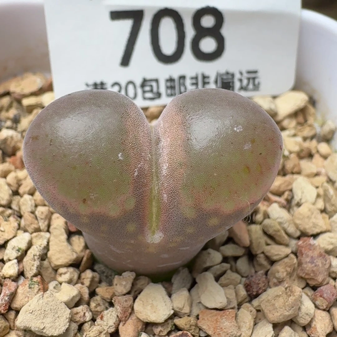 产地 C10带盆土。