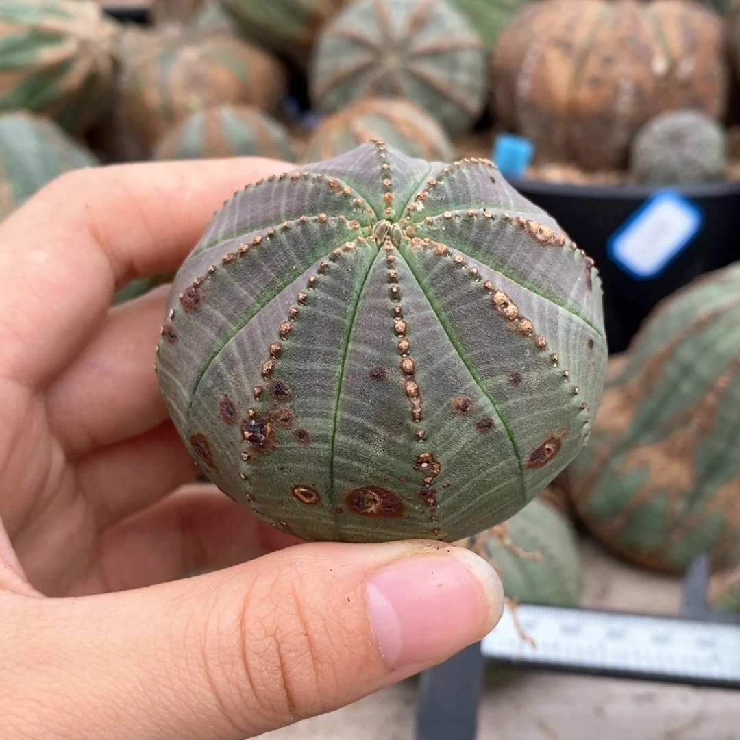 2欧系实生布纹球一物一拍