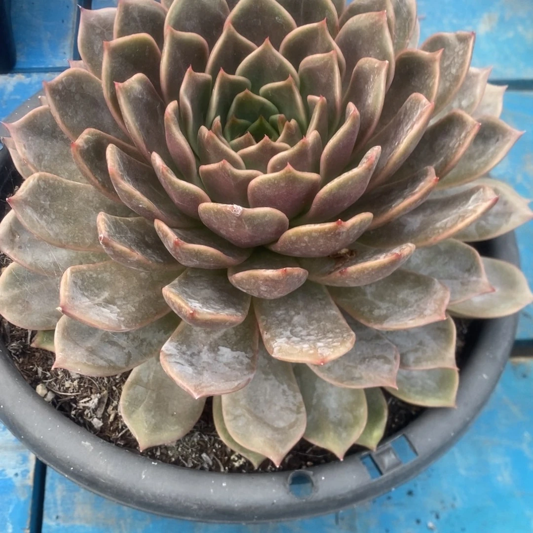 香槟杂。