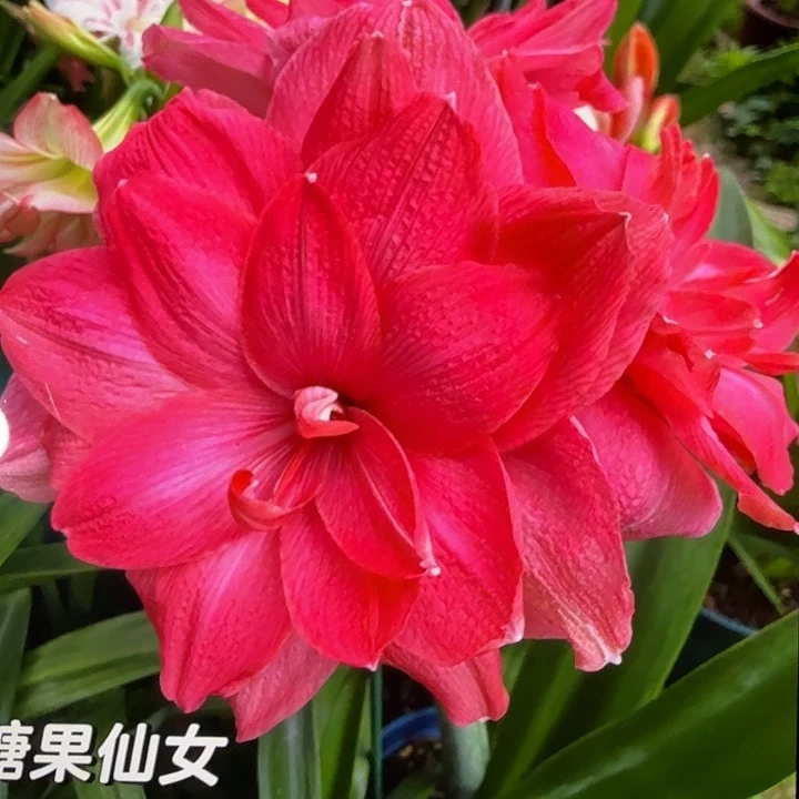 糖果仙女直径5+3个装