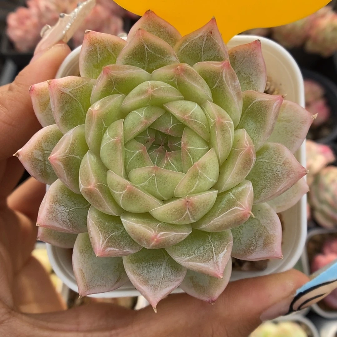 暗纹麦秆可拍5188号