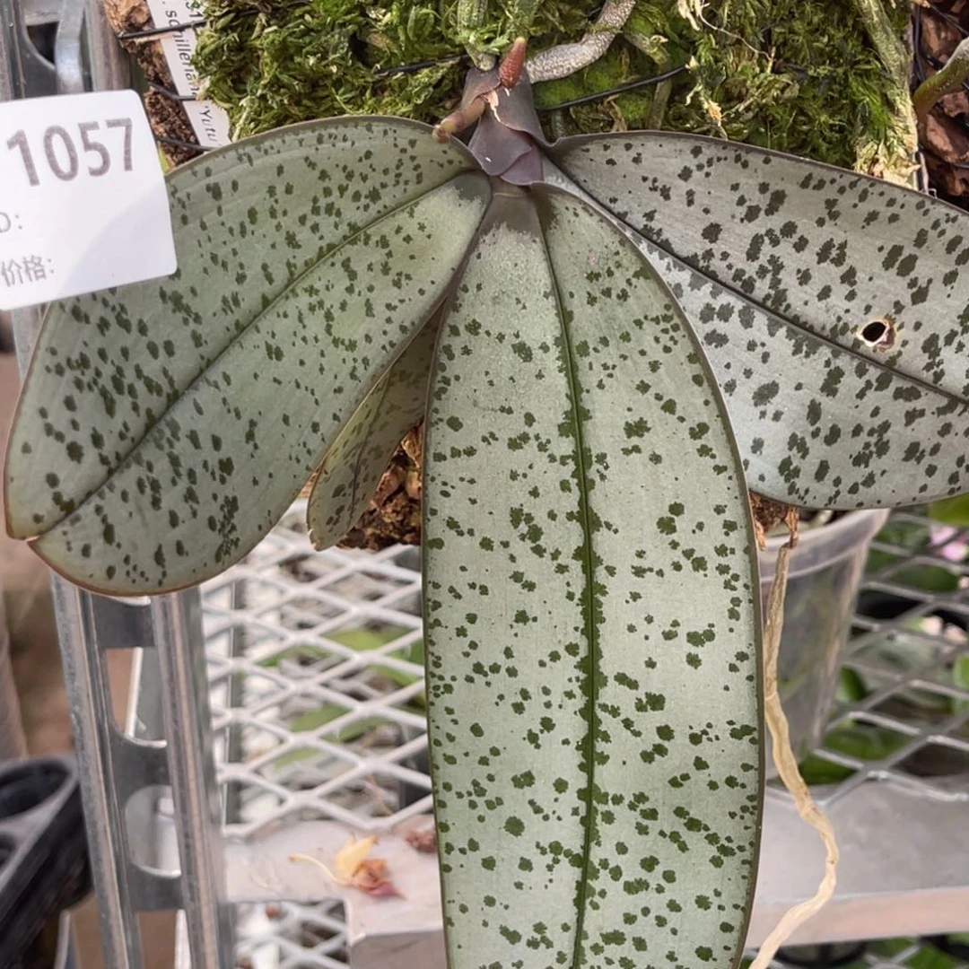 完全开放玉兔-1057