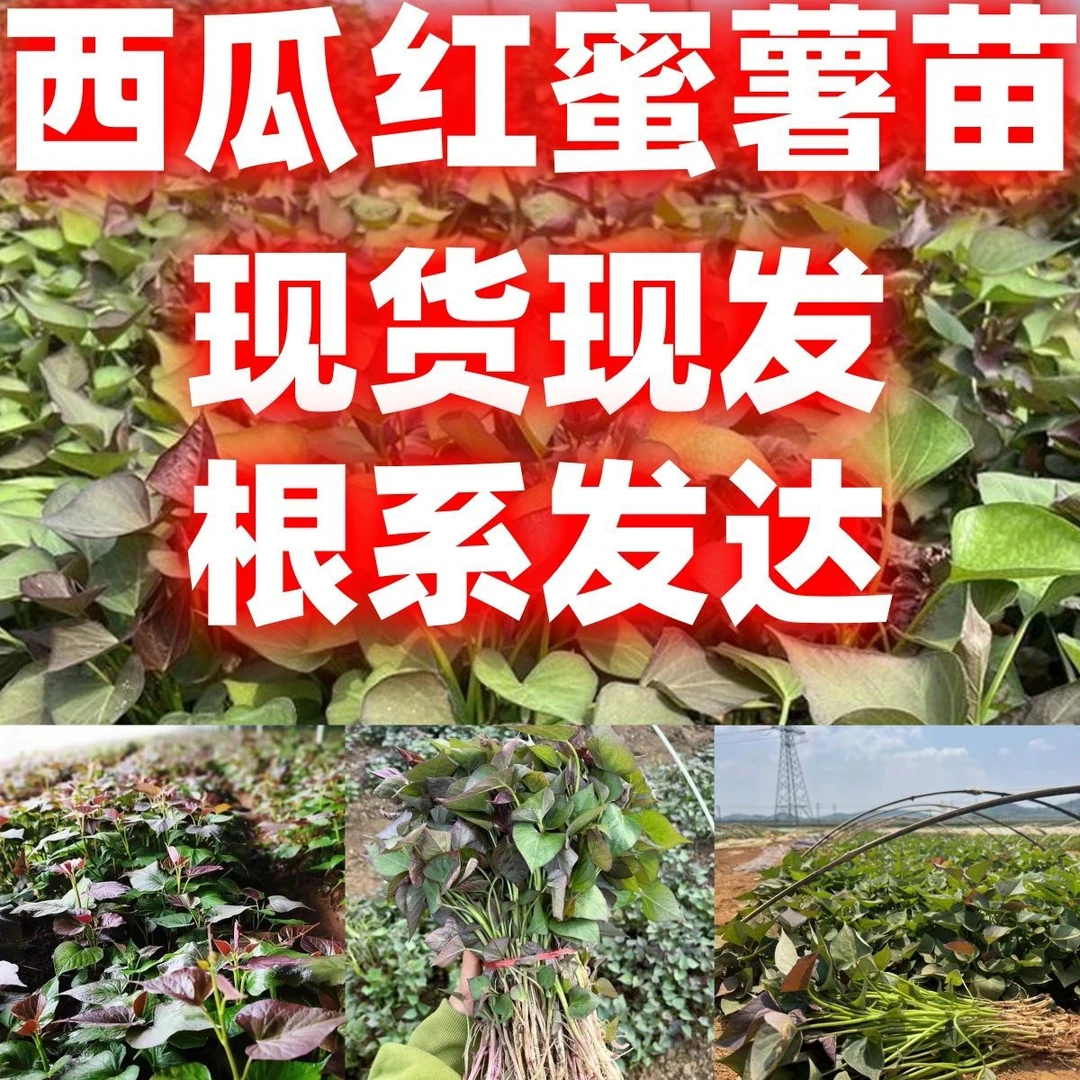 好吃好种西瓜红薯苗现货现发红薯秧苗蜜薯西瓜红苗高产紫薯红薯苗