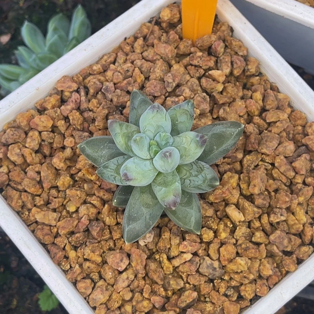 *****52506号早上多肉植物群生多肉