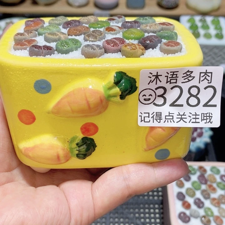 精美盆栽 一物一拍3282