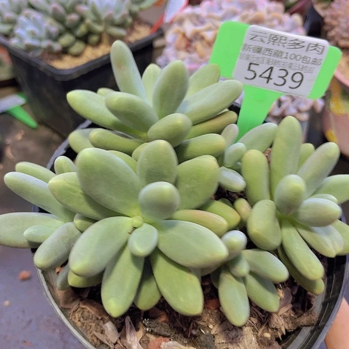 5439糖果美人。