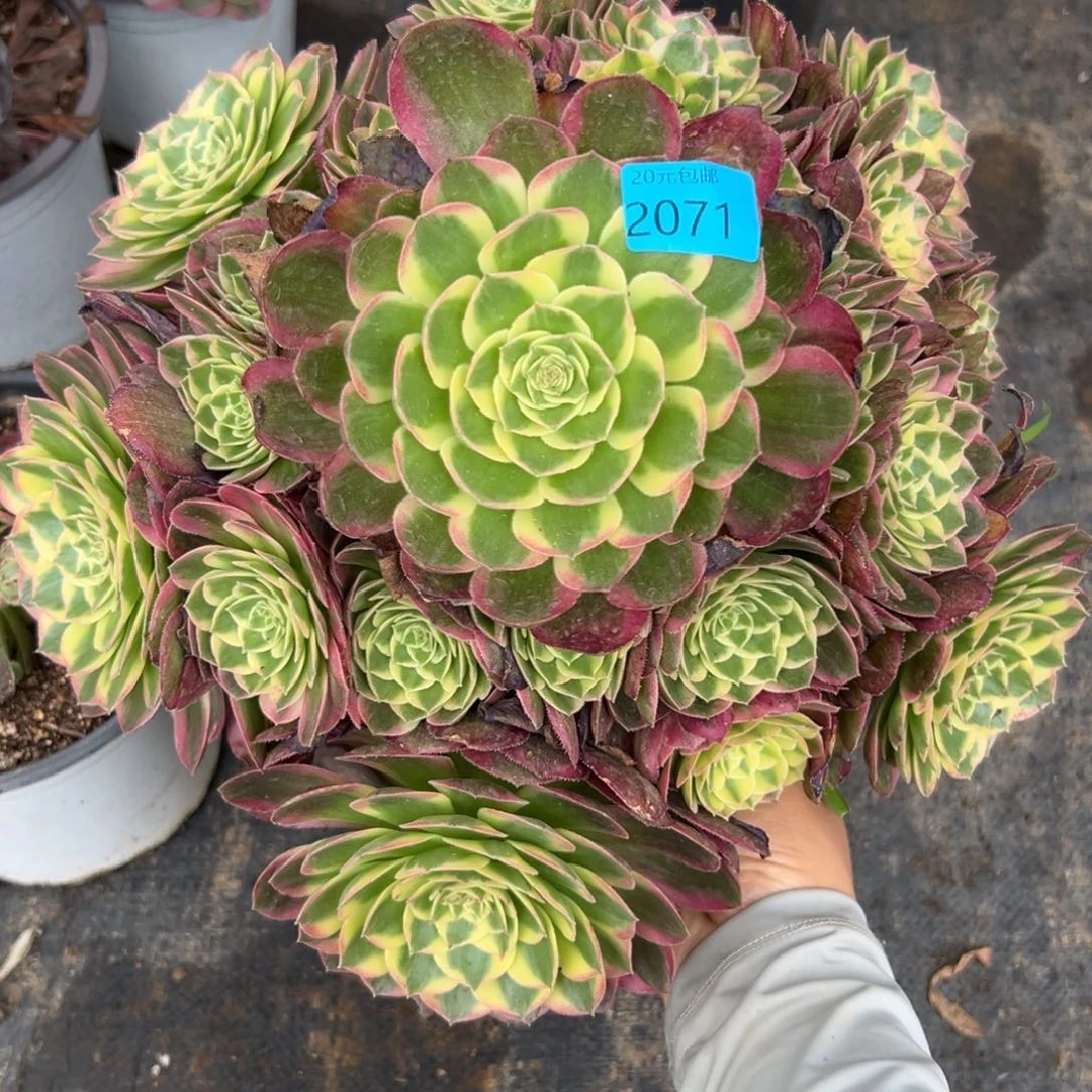2071玉芙蓉多肉植物系