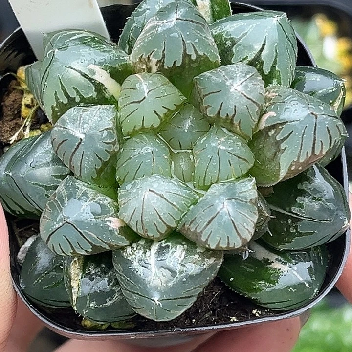 81变异龙爪玉露锦头家多肉十二卷