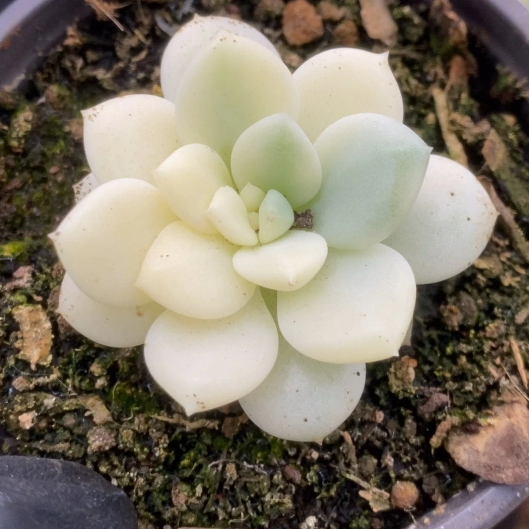 230新香水锦锦锦锦锦锦