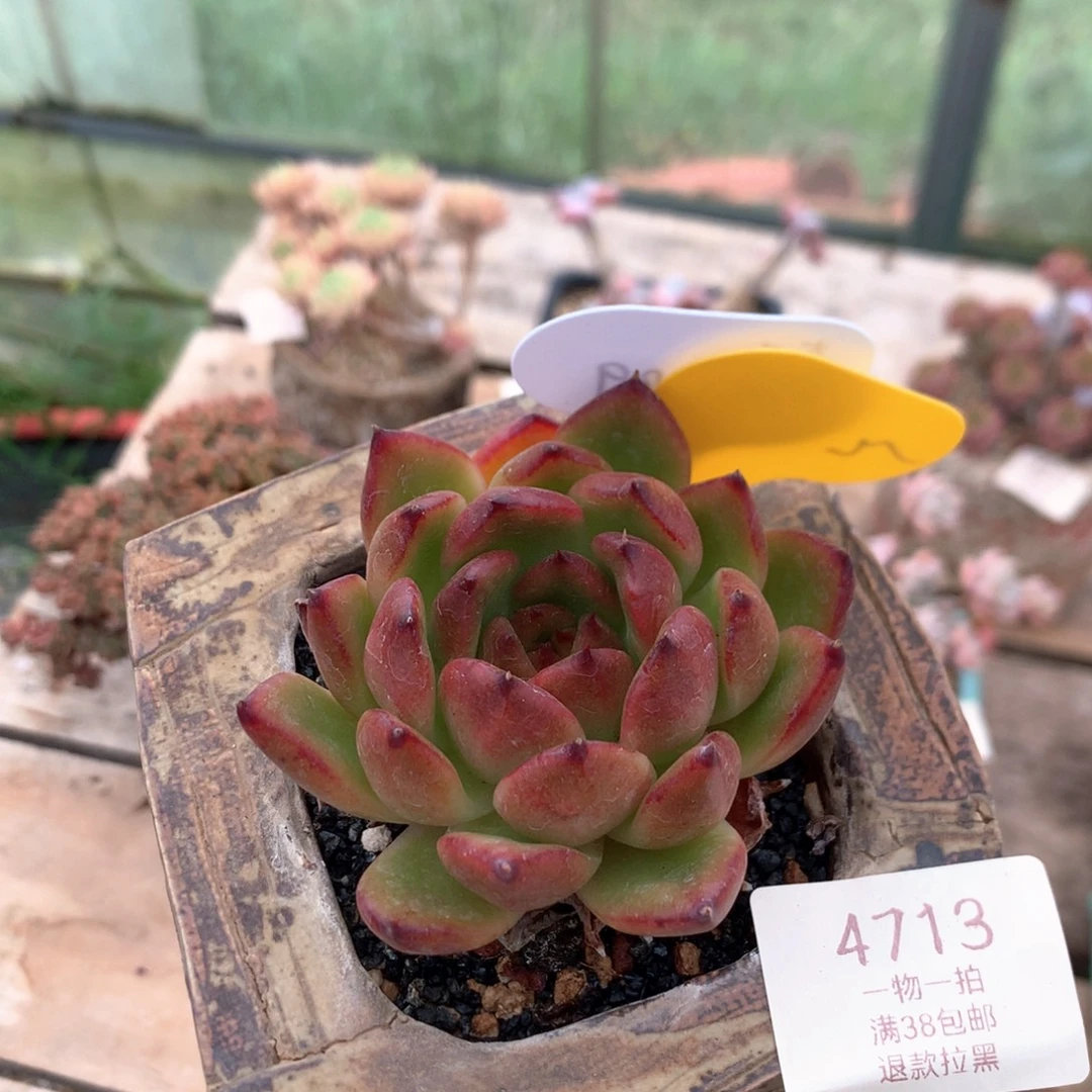 8厘米东云 多肉 4713
