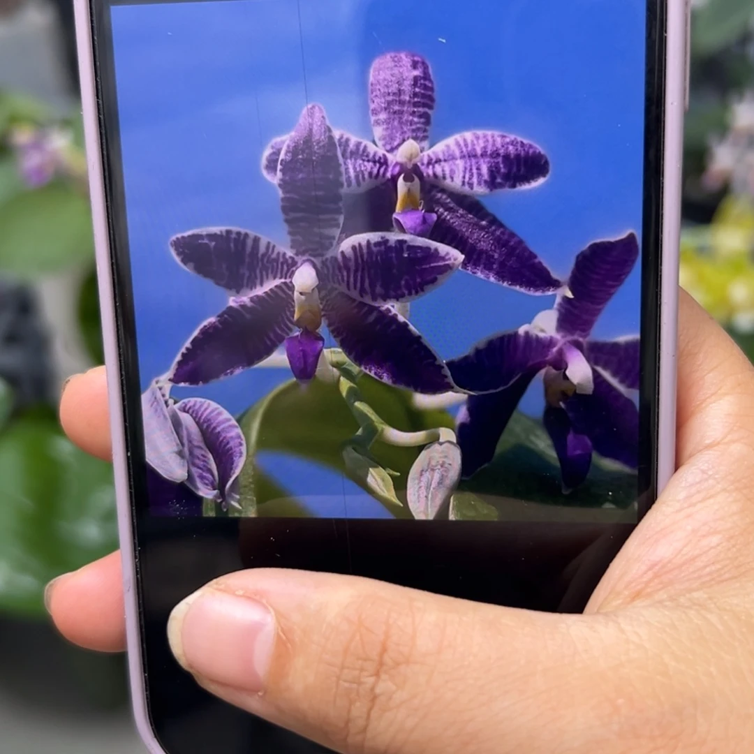 当前无花栽培后可以开花蓝路帝苗