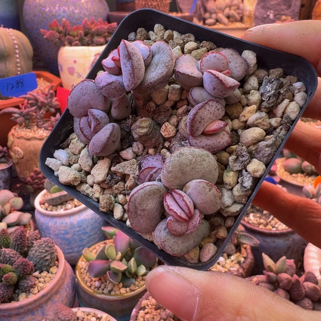 摩***舍我们的目标就是成为更