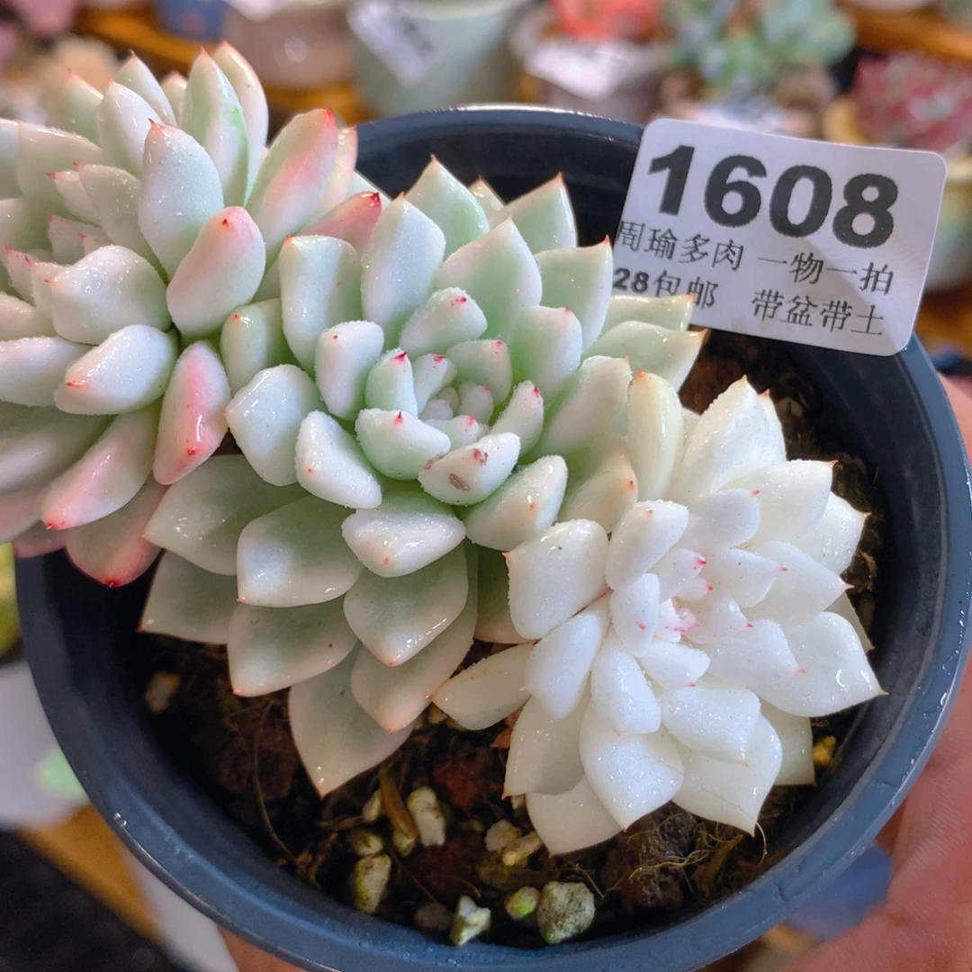 5厘米盆精控多肉1608