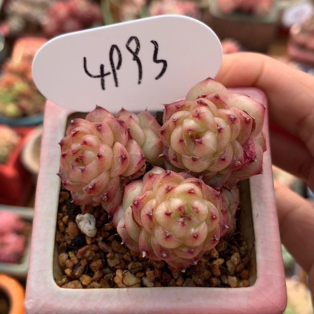 润玉珍妮8头群4993